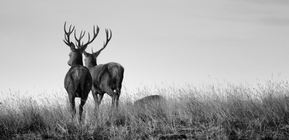 Stags on the Horizon